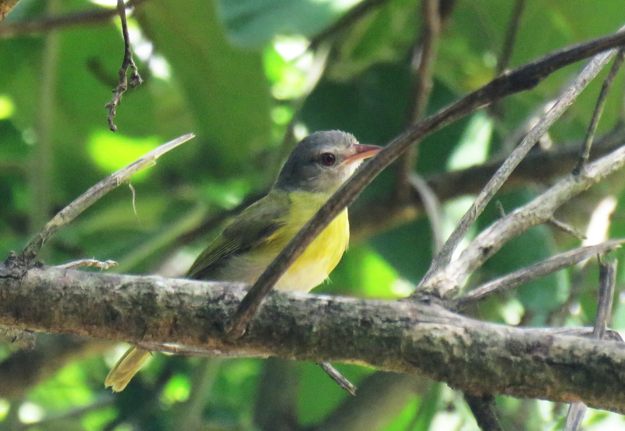 Ashy-headed Greenlet (Hylophilus pectoralis), photo 2