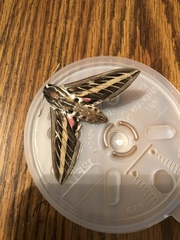 Hyles lineata