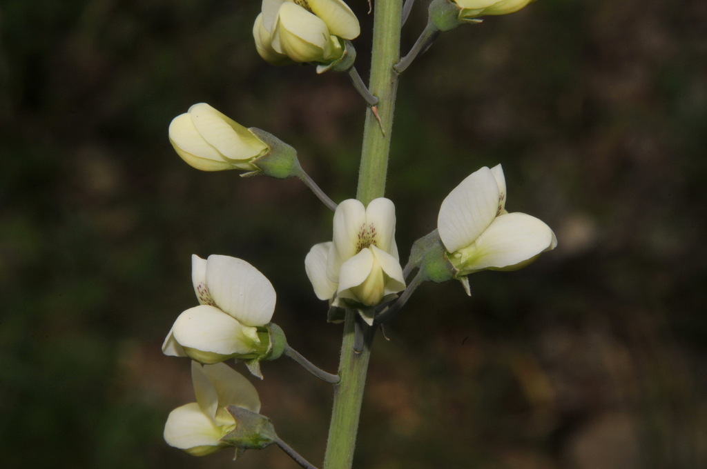 spiked wild indigo