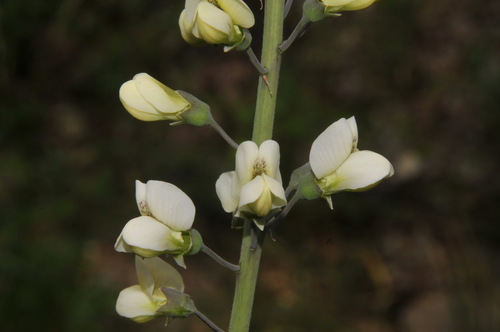 spiked wild indigo (Baptisia albescens)