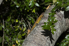 Caautín Smooth-throated Lizard