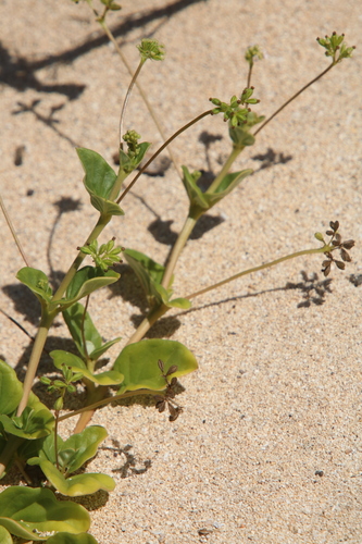 Boerhavia repens observed 2024-01-07