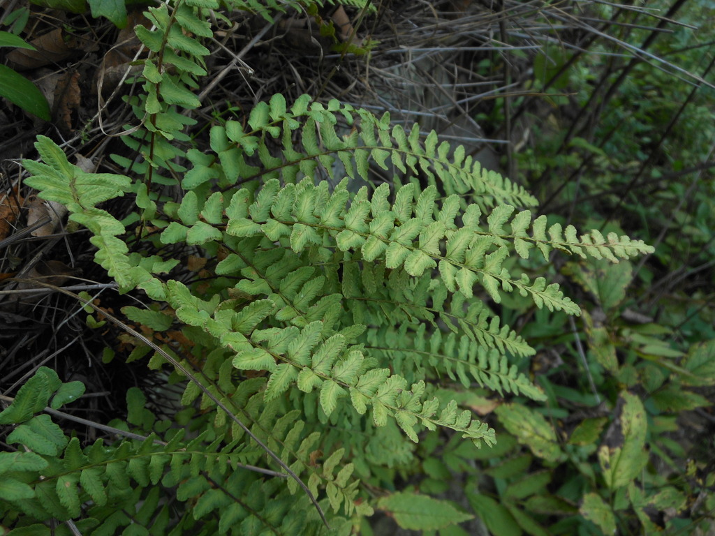 Woodsia polystichoides