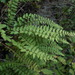 Woodsia polystichoides - Photo (c) V.S. Volkotrub, algunos derechos reservados (CC BY-NC), subido por V.S. Volkotrub