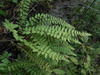 Woodsia polystichoides - Photo (c) V.S. Volkotrub, some rights reserved (CC BY-NC), uploaded by V.S. Volkotrub