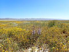 Delphinium recurvatum