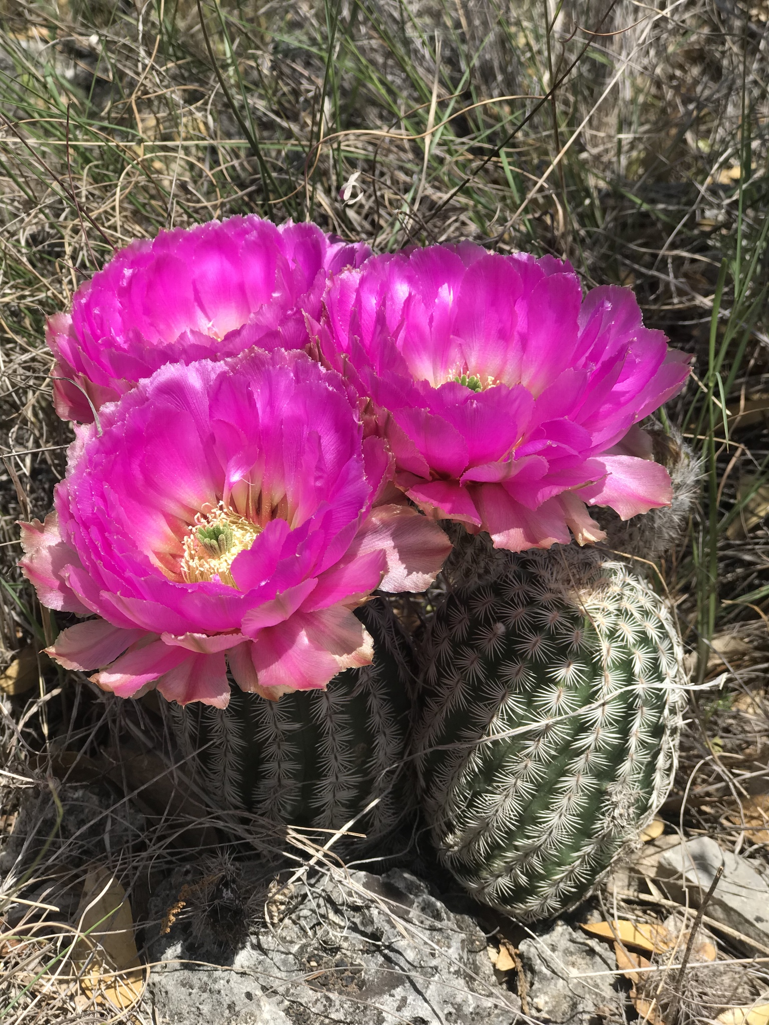 white lace cactus of Texas (Subspecies Echinocereus reichenbachii  caespitosus)  iNaturalist