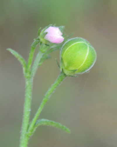 Tiny White Wild Hibiscus