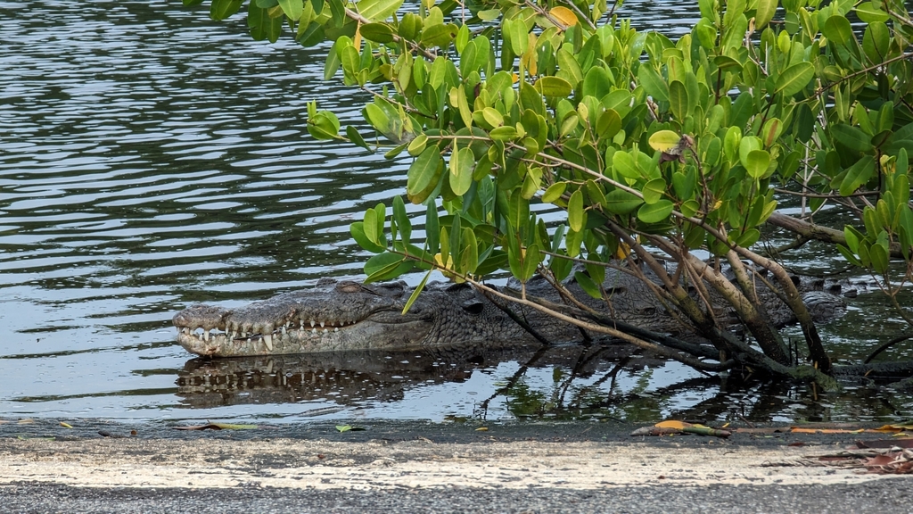 American Crocodile In January 2024 By Alina Martin INaturalist   Large 