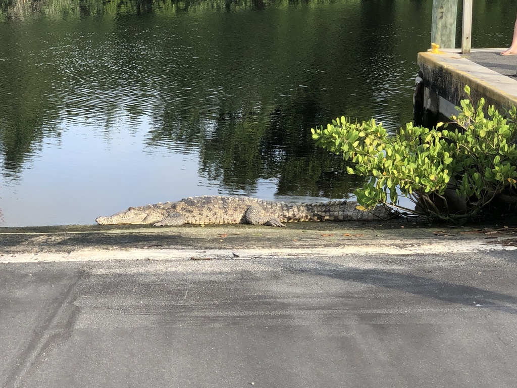 American Crocodile In January 2024 By Kenbehrens INaturalist   Large 