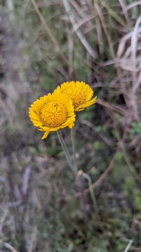 Image of Helenium pinnatifidum by (c) Alina Martin, some rights reserved (CC BY)