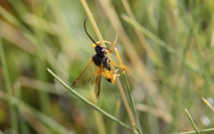 Degithina sollicitoria