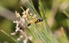 Degithina sollicitoria