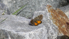 Paranotoreas brephosata