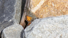 Paranotoreas brephosata