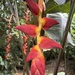 Giant Heliconia - Photo (c) Birding by Bus, some rights reserved (CC BY-NC), uploaded by Birding by Bus