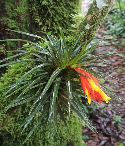 Guzmania angustifolia (Guzmania angustifolia)