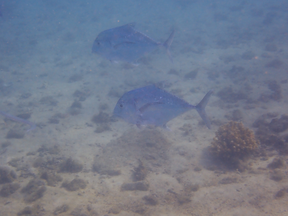 African pompano