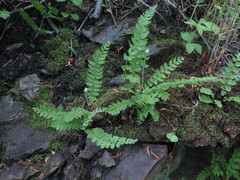 Woodsia subcordata