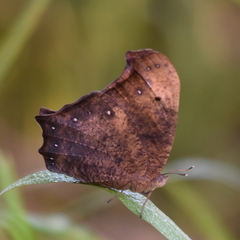 Melanitis leda leda