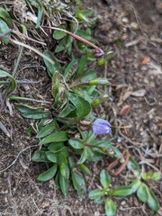 Wahlenbergia saxicola