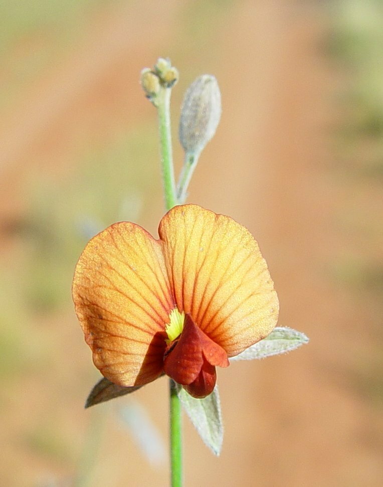 Isotropis iophyta