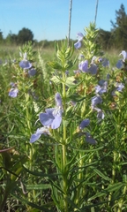 Salvia engelmannii