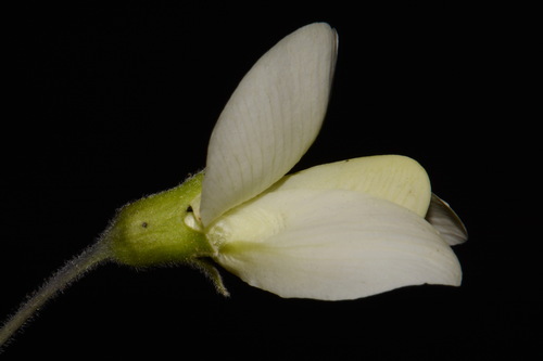 Image of Baptisia bracteata by (c) Brian Finzel, some rights reserved (CC BY-SA)