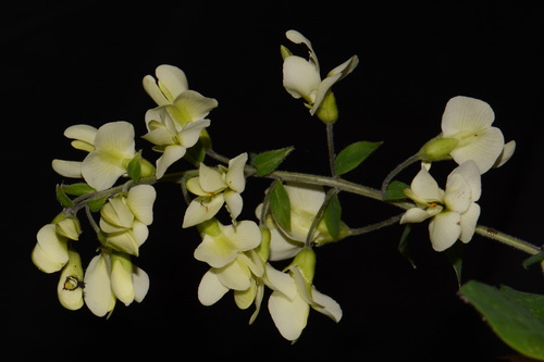 Image of Baptisia bracteata by (c) Brian Finzel, some rights reserved (CC BY-SA)