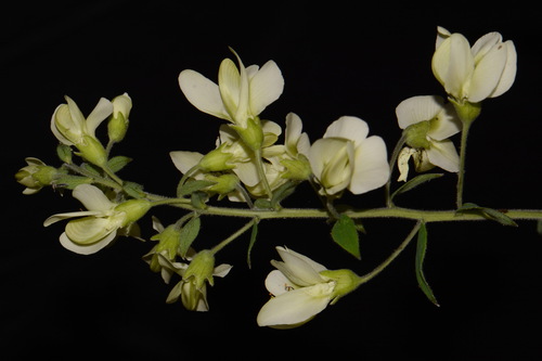 Image of Baptisia bracteata by (c) Brian Finzel, some rights reserved (CC BY-SA)
