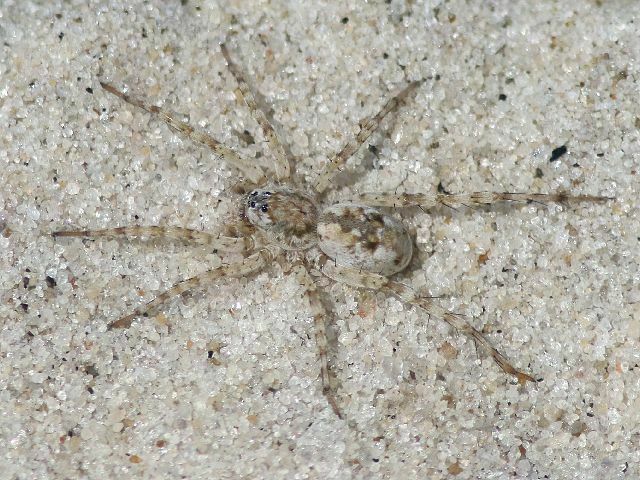 Shoreline Wolf Spider from Nickerson Beach, NY, USA on August 16, 2017 ...