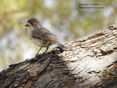 Aphelocephala leucopsis