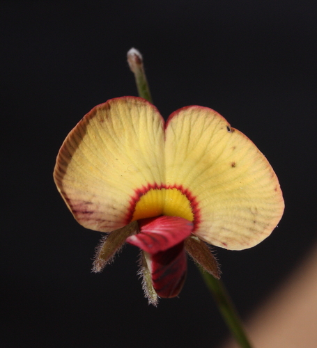 Isotropis drummondii