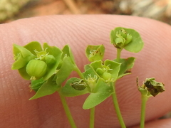 Euphorbia tetrapora