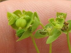 Euphorbia tetrapora