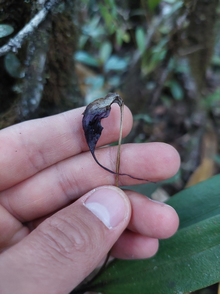 Masdevallia cucullata