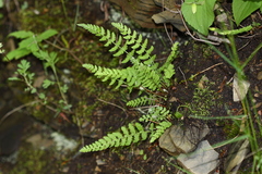 Woodsia subcordata