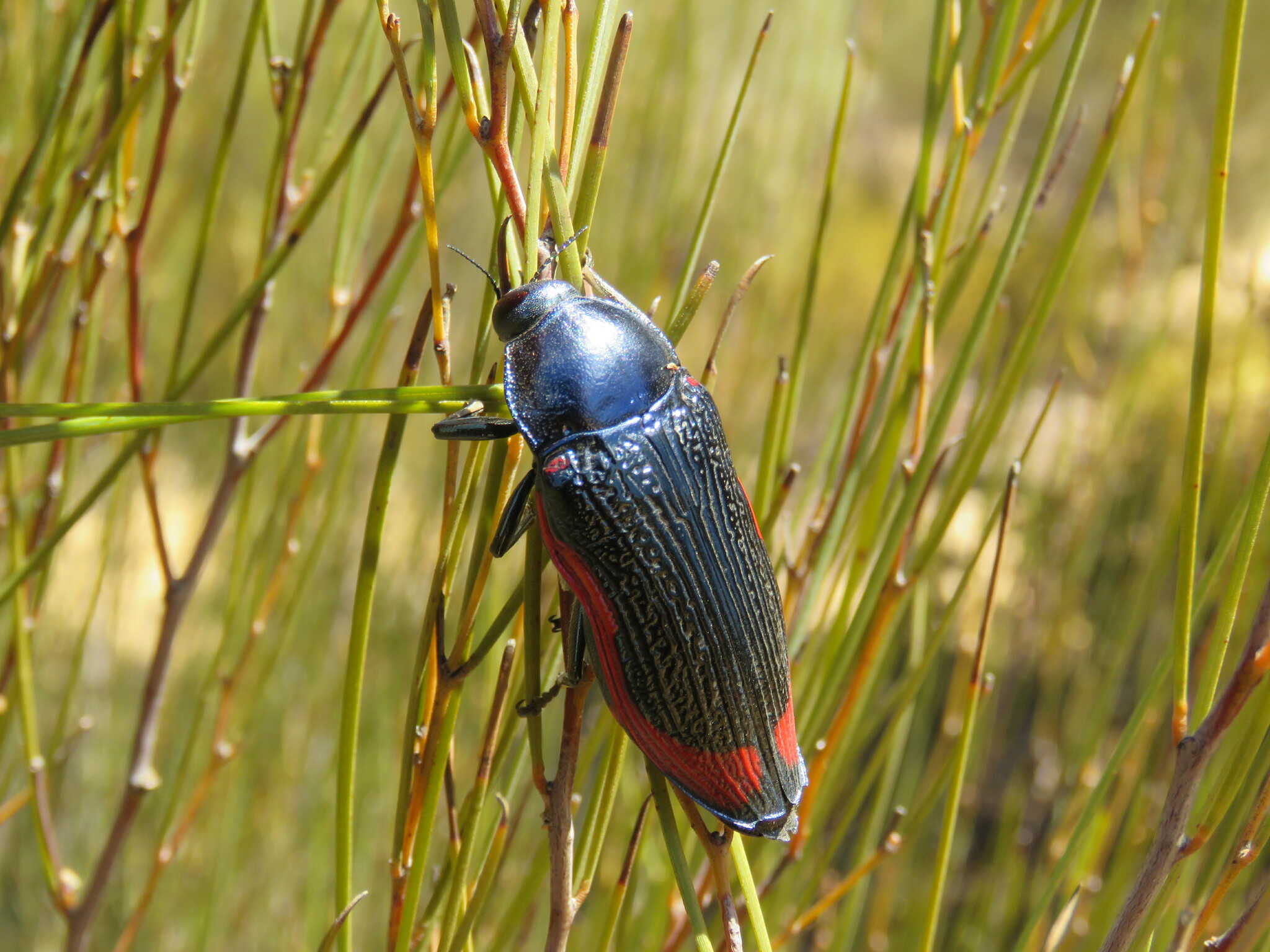 Temognatha ducalis · iNaturalist
