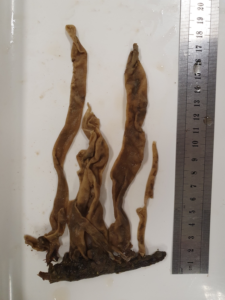 Calcareous Sponges from Torrens Island SA 5960, Australia on November ...