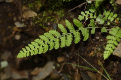 Woodsia subcordata