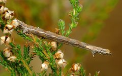 Perconia strigillaria