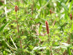 Acalypha radians