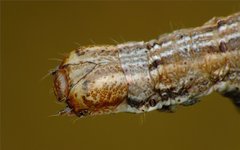 Perconia strigillaria
