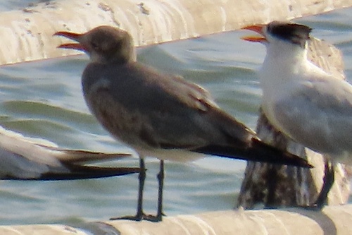 Gaviota guanaguanare (Larus atricilla)