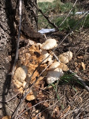 Neolentinus ponderosus