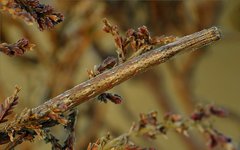 Perconia strigillaria