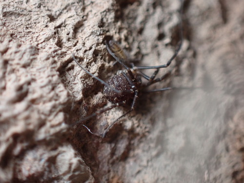 Photo of Togwotee Harvestman (Togwoteeus biceps)