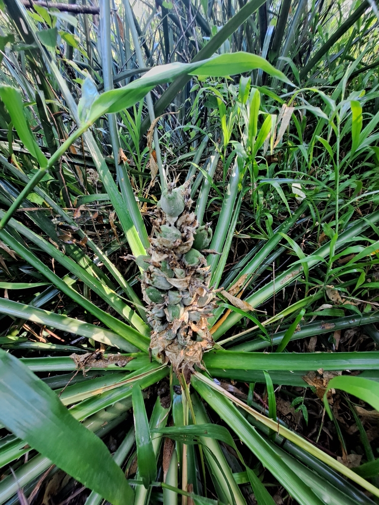 Foto de Caraguatá