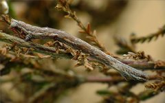 Perconia strigillaria