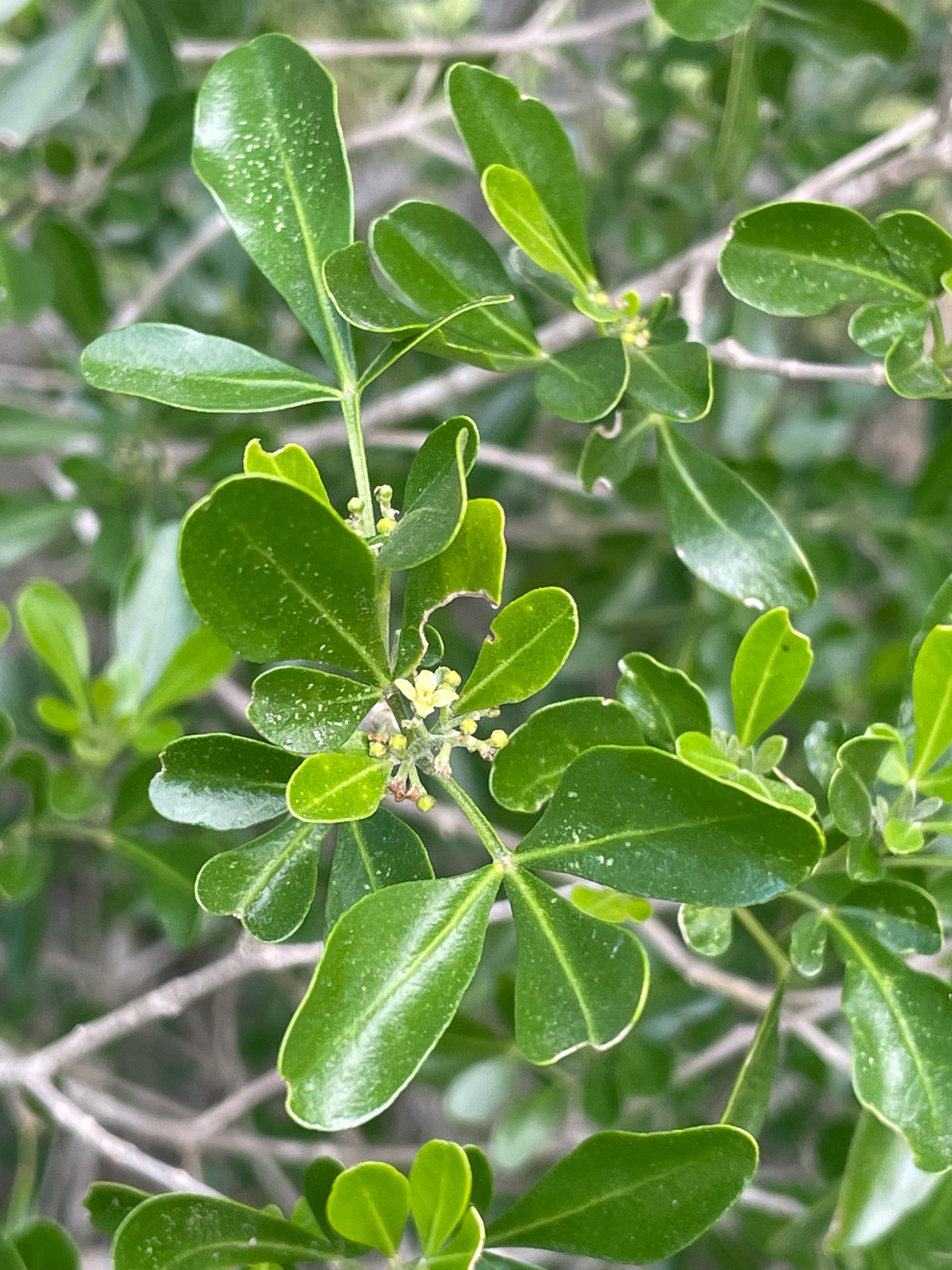 Helietta parvifolia